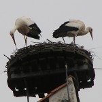 storch_06