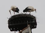 storch_09_03
